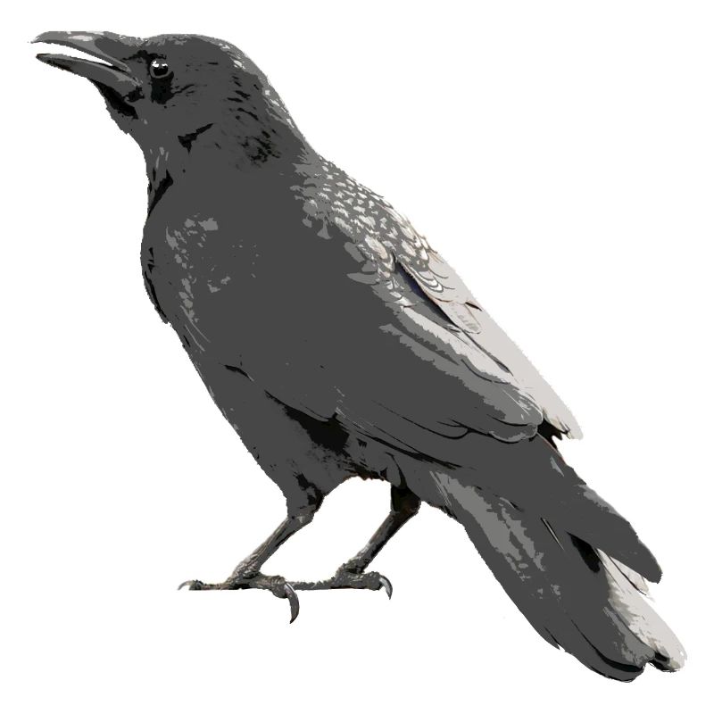 raven