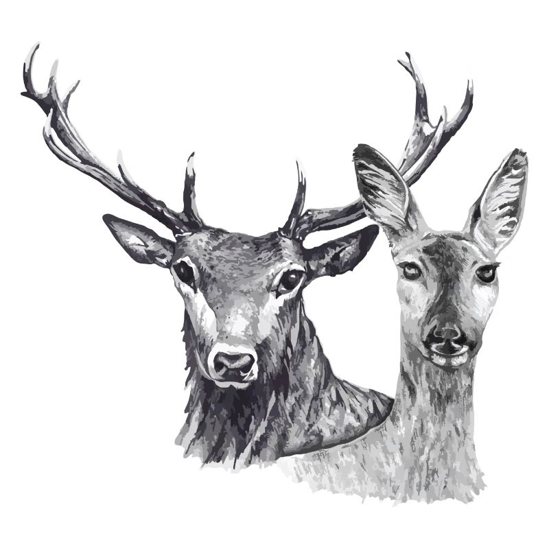 Cerfs et biches