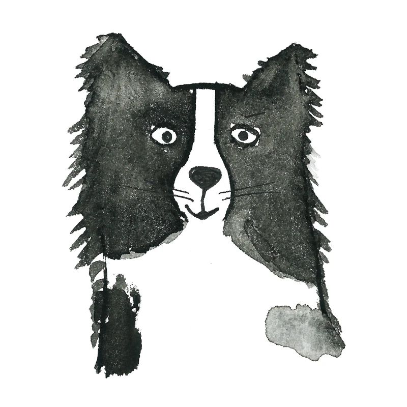 Border Collie