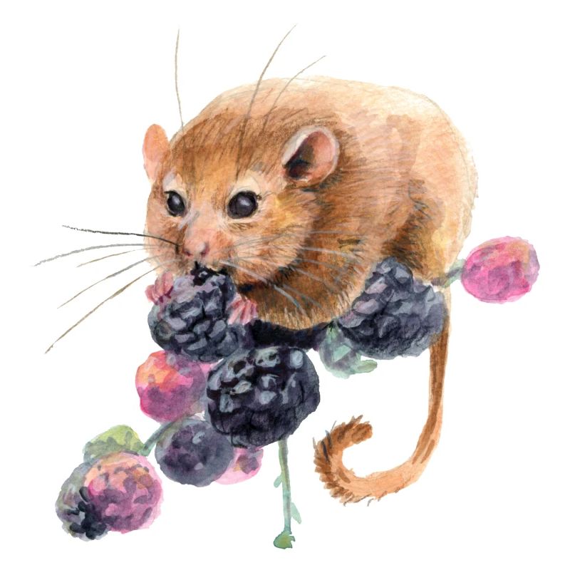 Haselmaus