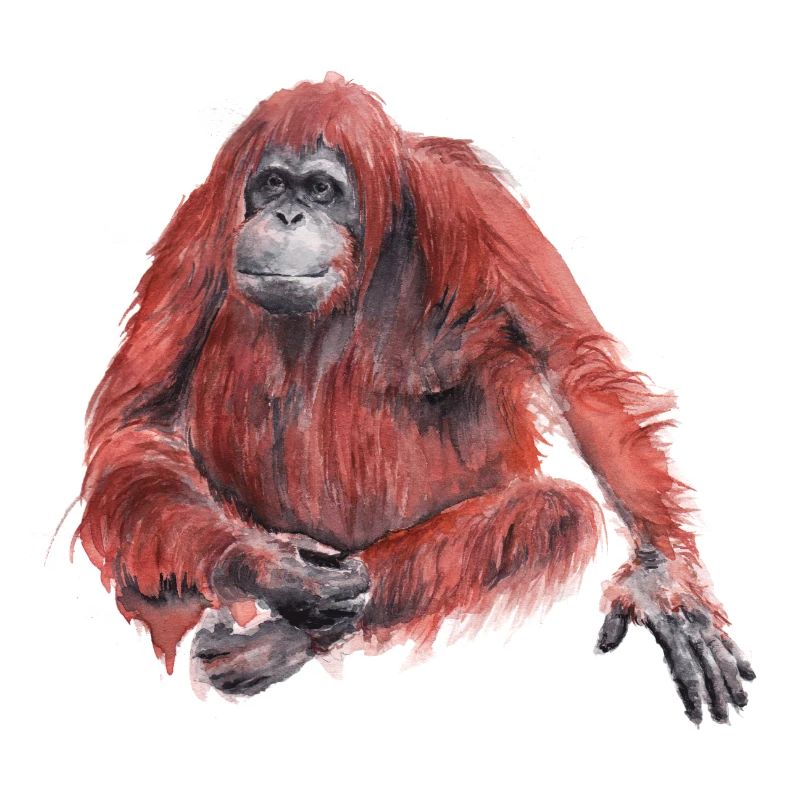 Orangutan