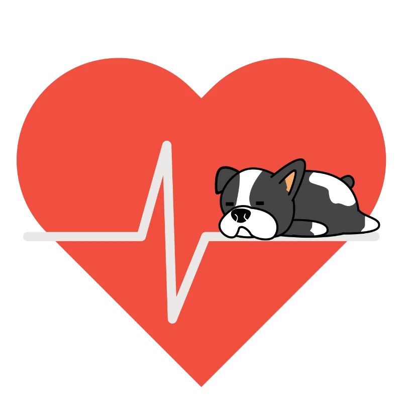 Chien amour Boston Terrier