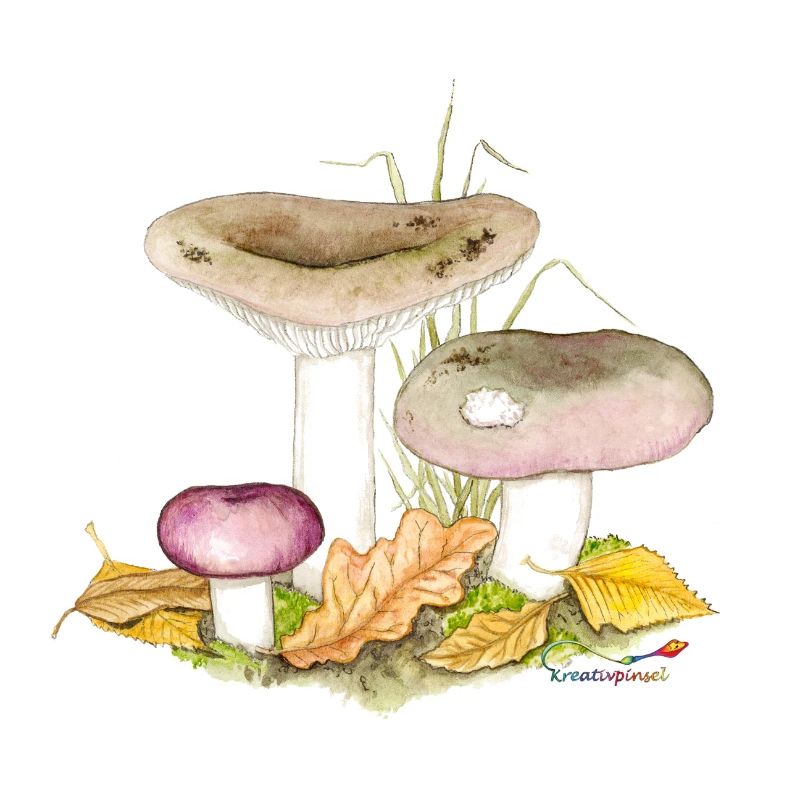 Russula cyanoxantha