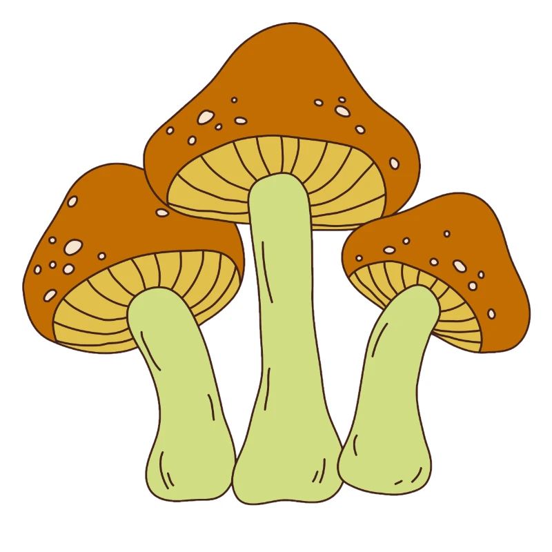 champignon