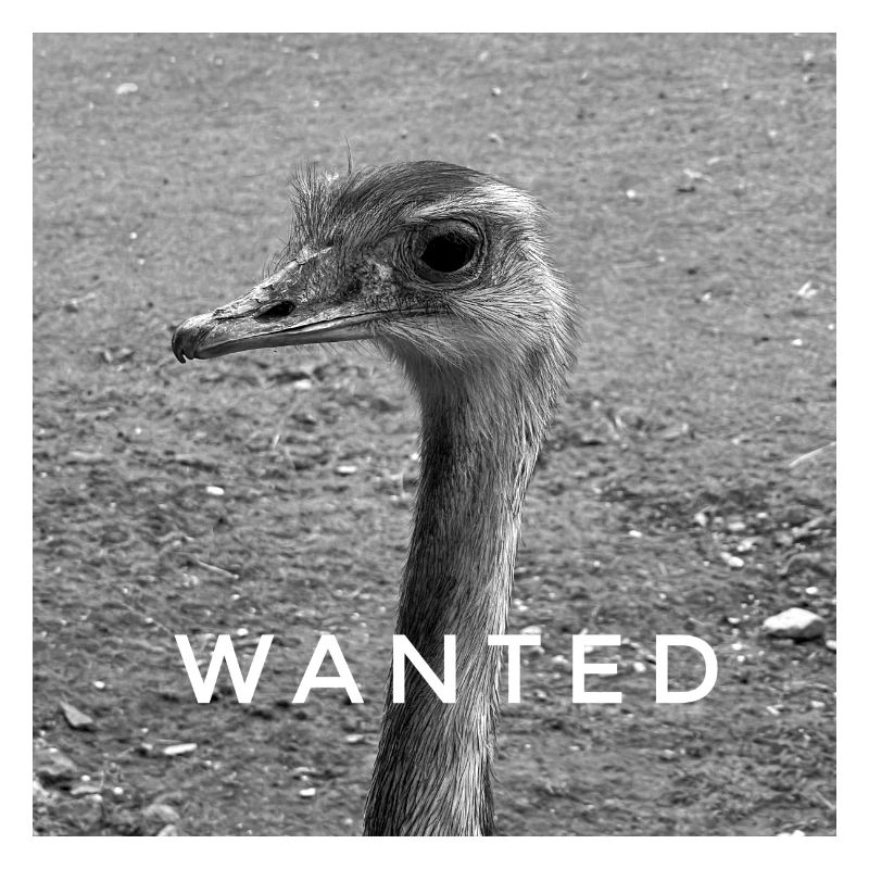 WANTED BIRD