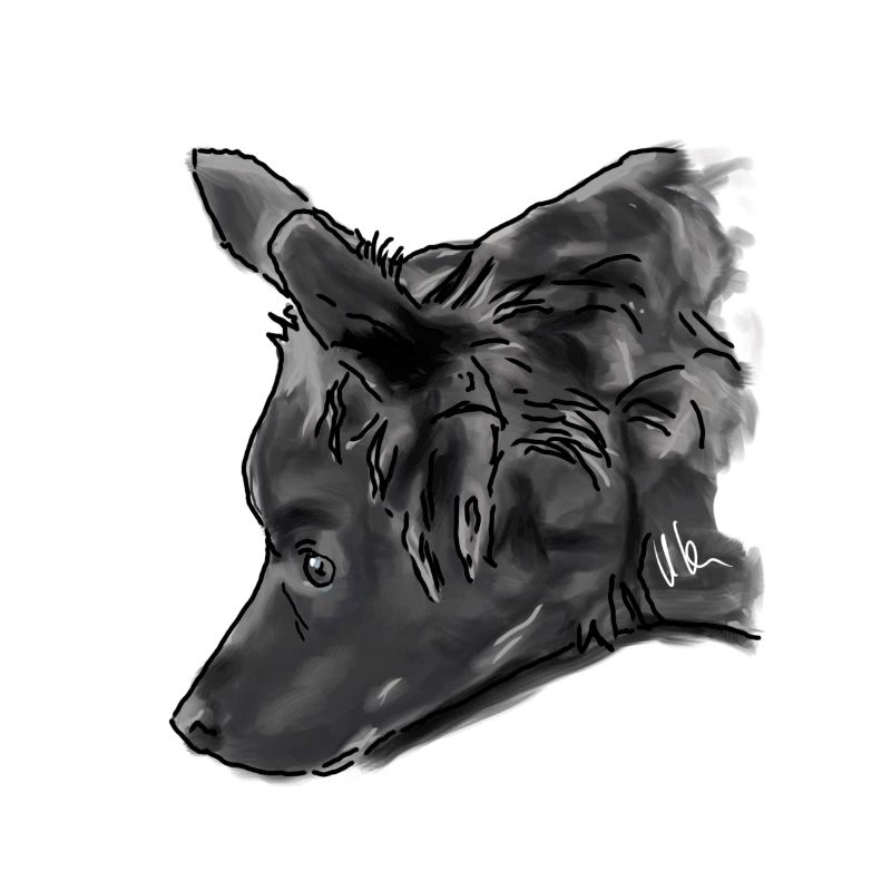 Australian Shepherd