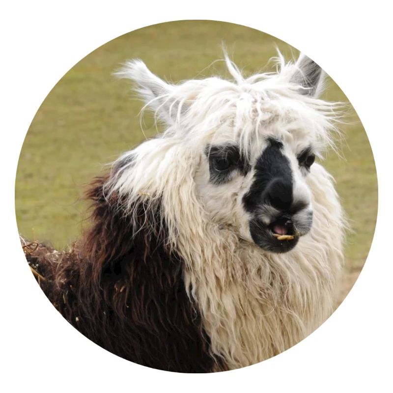 Ein geflecktes Lama