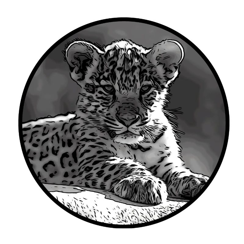 Bébé jaguar