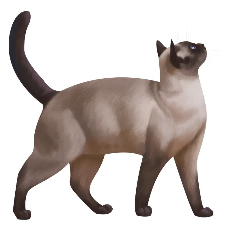 Chat - Amour de chat - Amis - Animaux de compagnie