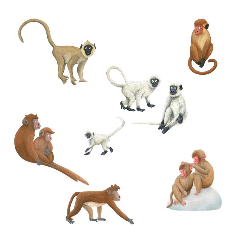 Singes asiatiques
