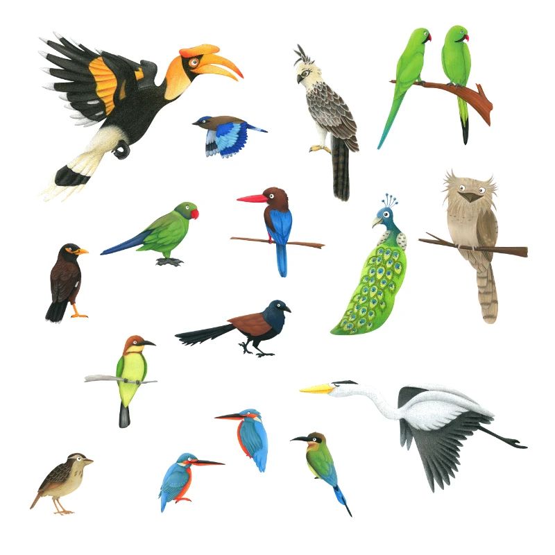 Oiseaux d’Asie