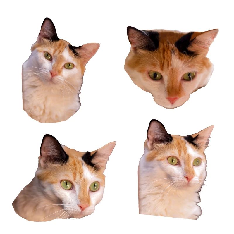 Pack d'autocollants Cool and cute Kitties chat