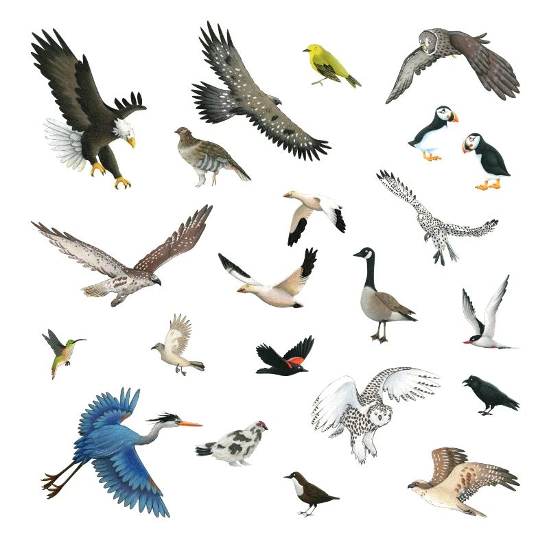 Oiseaux du Canada