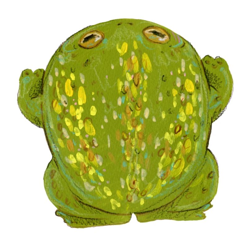 Grenouille Crapaud herbe verte