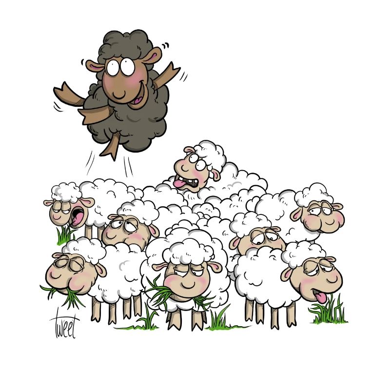 Mouton noir