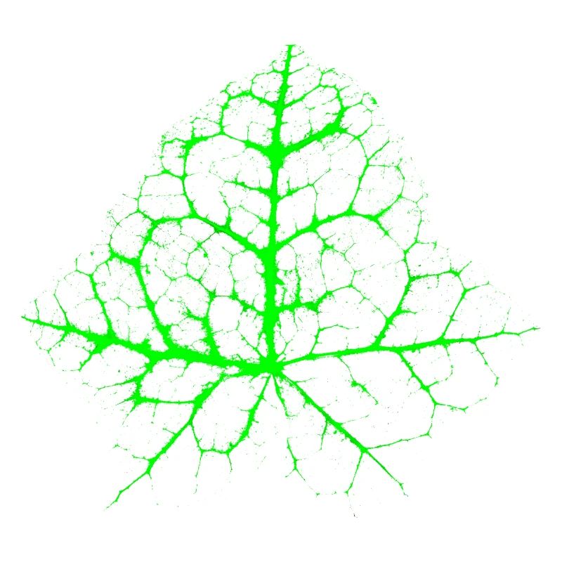 Chaotic Ivy Leaf
