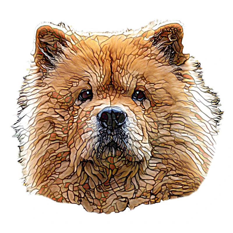 Chow Chow Gesicht