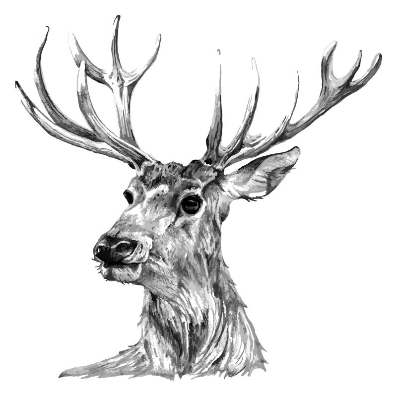 Cerf