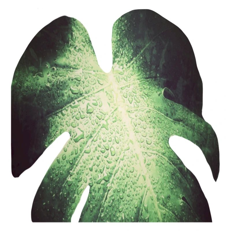 Monstera