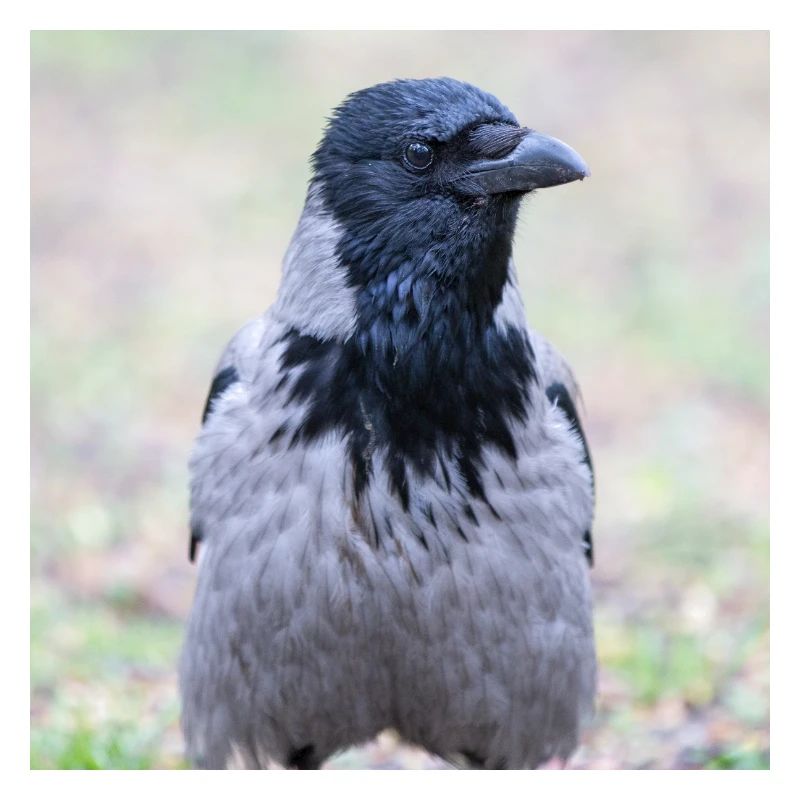 Corneille de Carrion (Aaskrähe, Corvus corone)