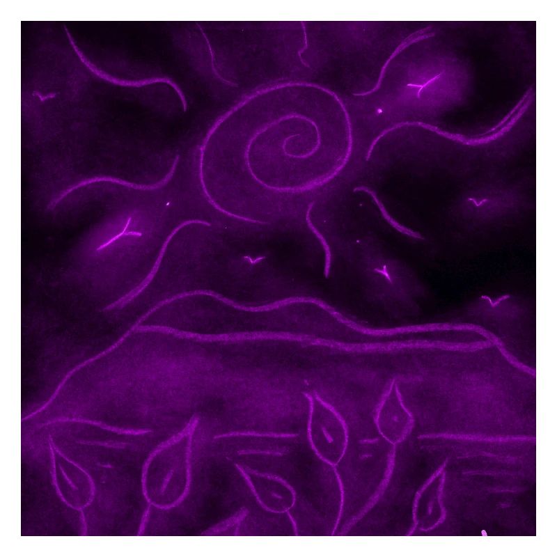 PAYSAGE NOCTURNE VIOLET