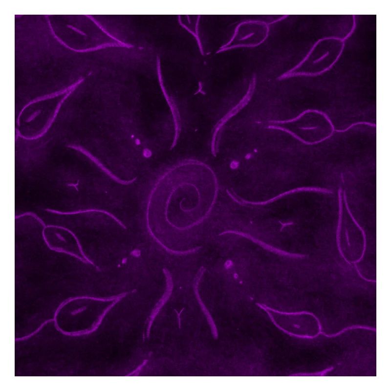 SOLEIL ET FLEURS VIOLETTES