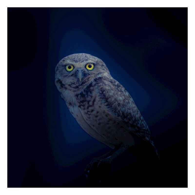 hibou chouette