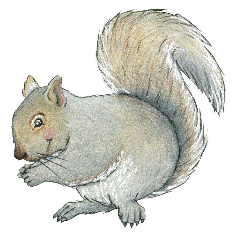 écureuil gris
