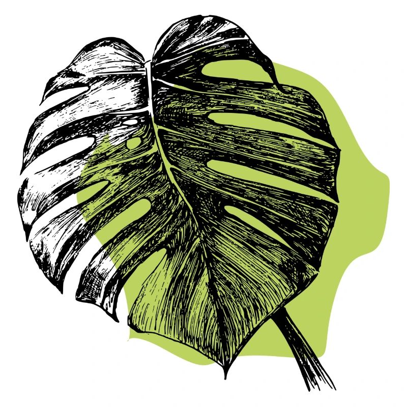 Feuille de Monstera et vert