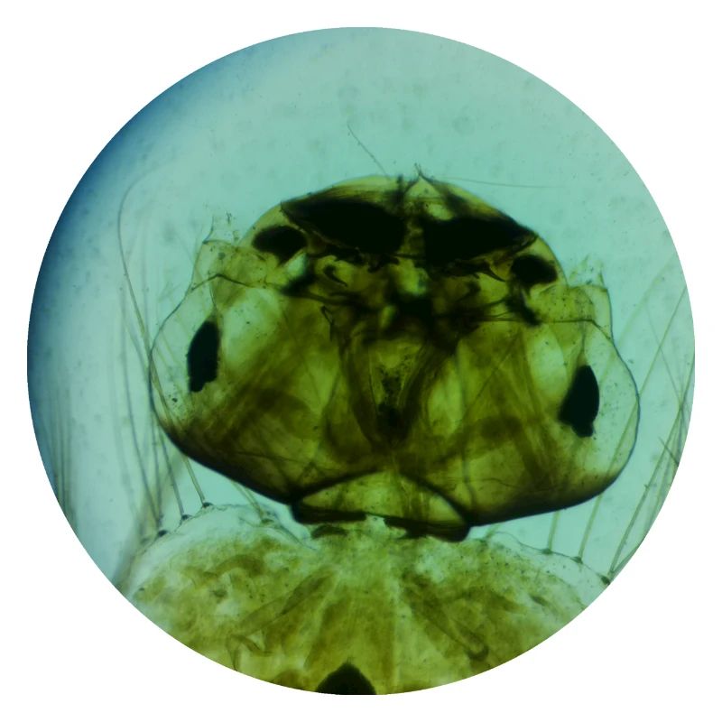 Mosquito Larva