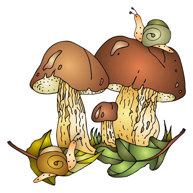 Champignons et escargots