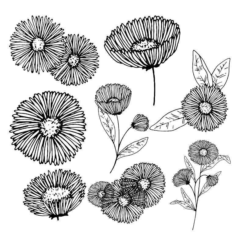 Aster Blütengruppe