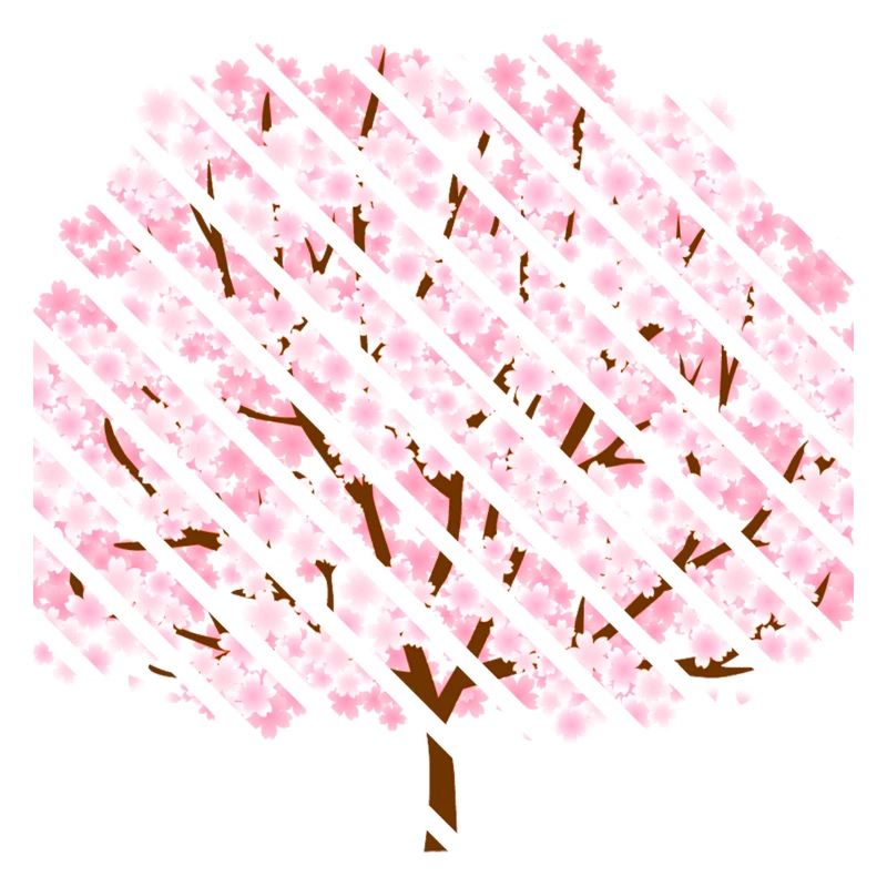 Cherry blossom in spring