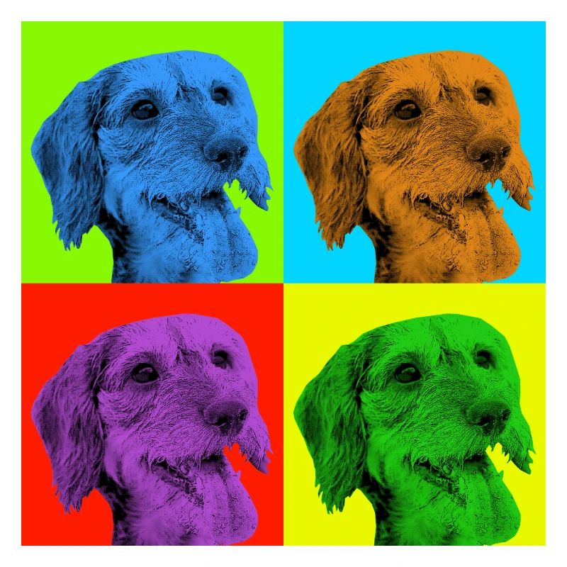 Dackel x 4