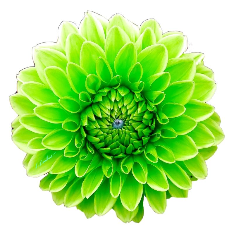 Fleur