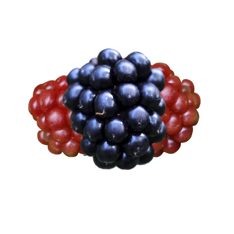 Brombeere Brombeeren Beeren Früchte