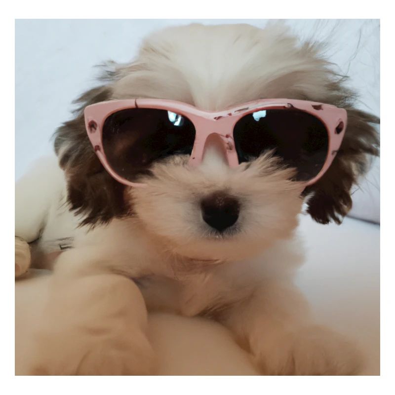 Chien cool