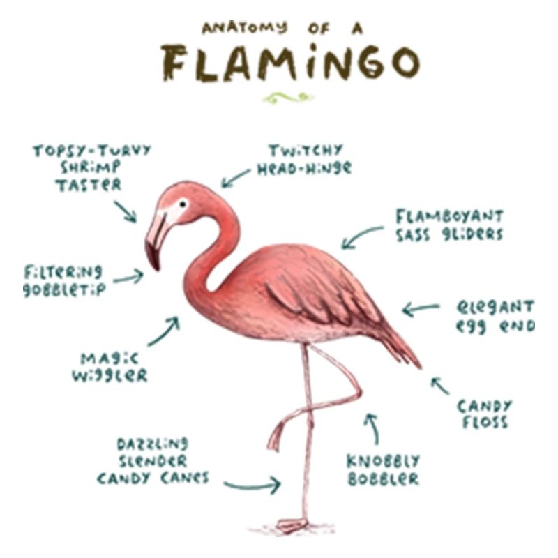 Anatomie d’un flamant rose