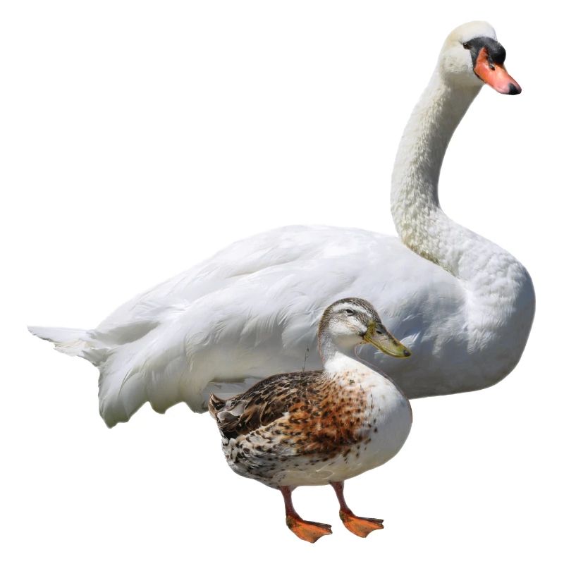 Schwan