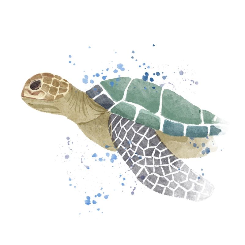 Tortue de mer