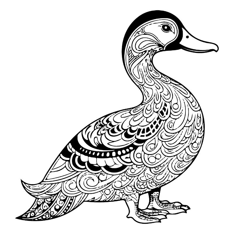 Duck Birds Ducks