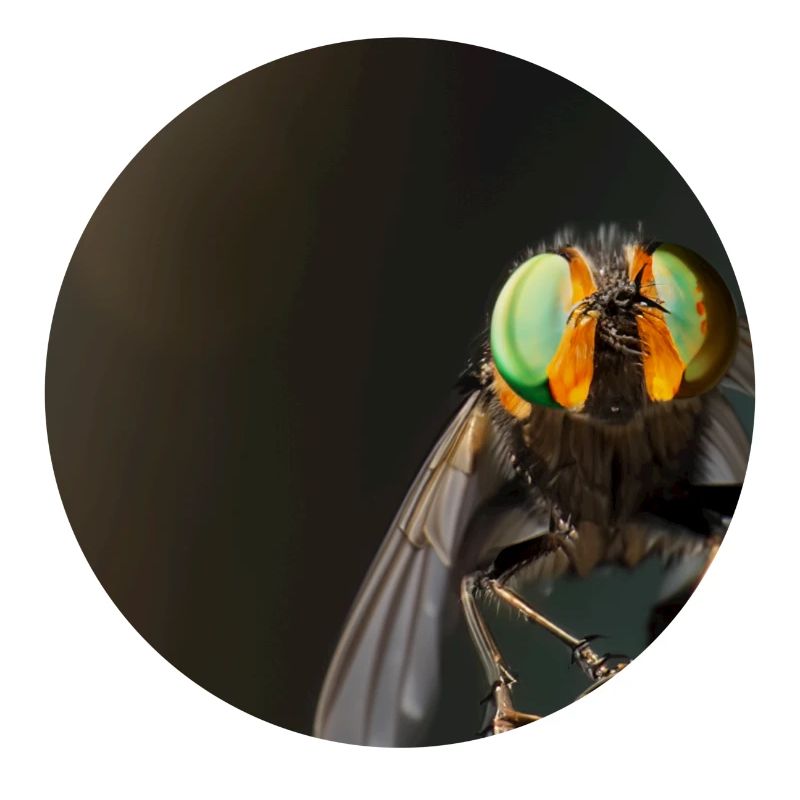 Mouche macro
