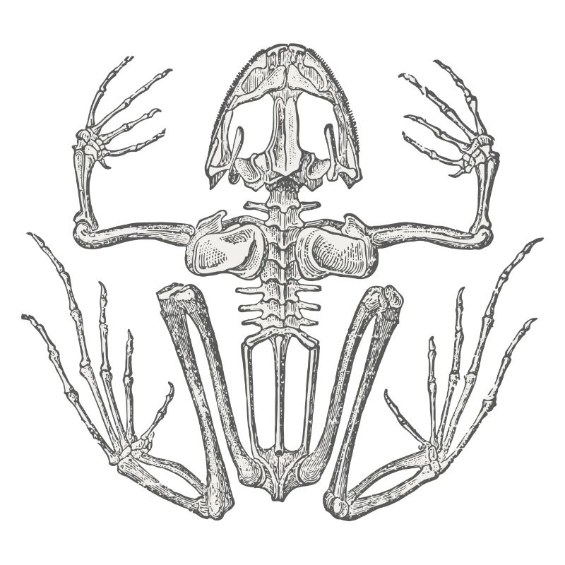 Grenouille