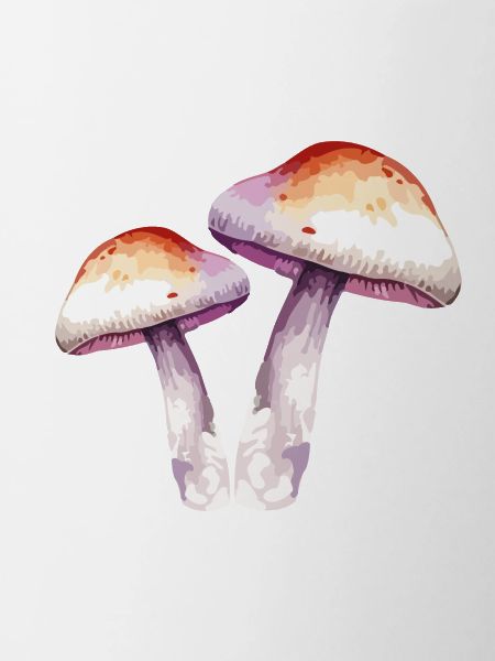mycètes