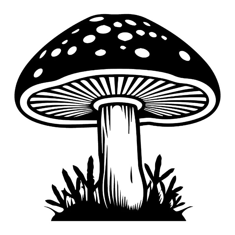 Champignon Cueilleur de champignons Champignons Champignons