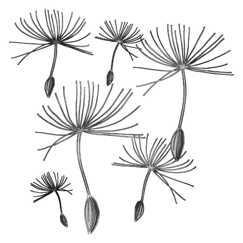 Dandelions