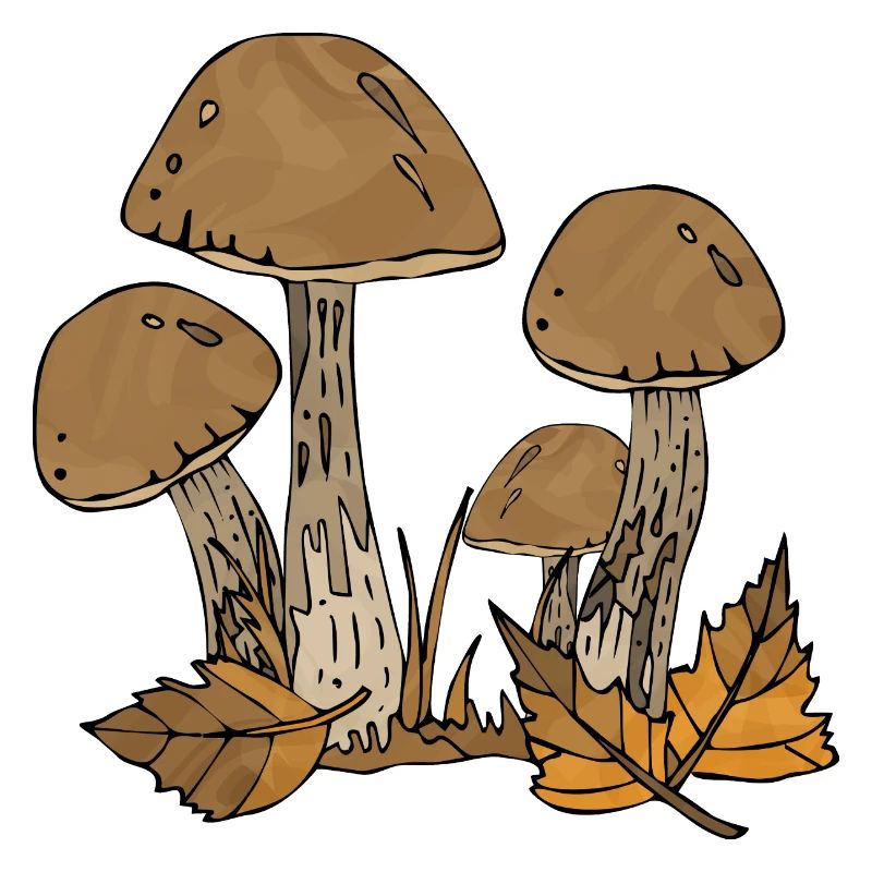 Fungi