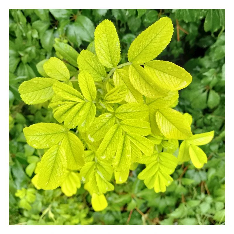 Japan-Rose / Be a difference maker