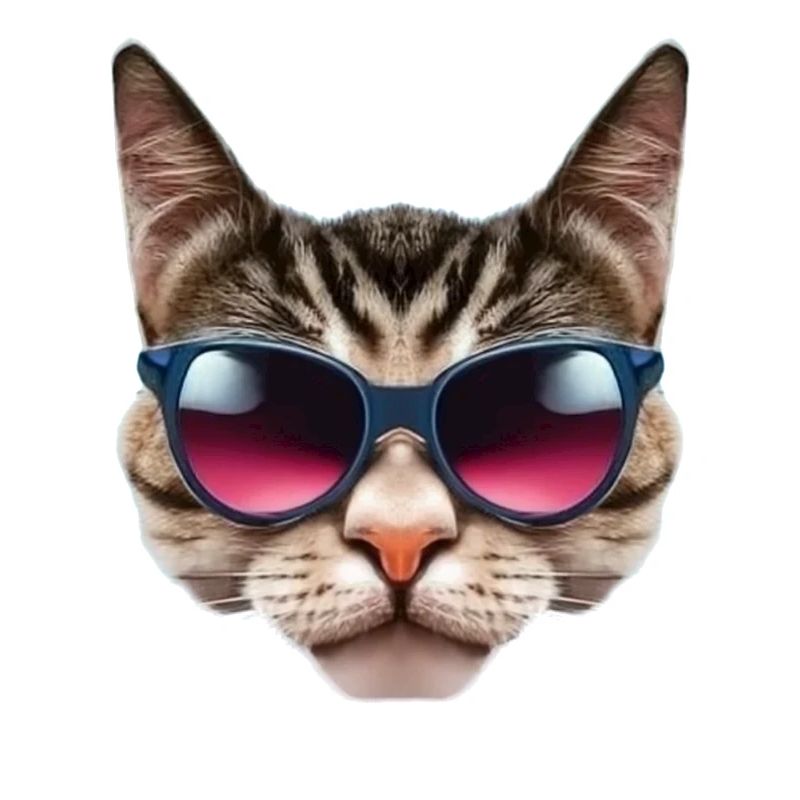 Chat Classe avec Lunettes de Soleil