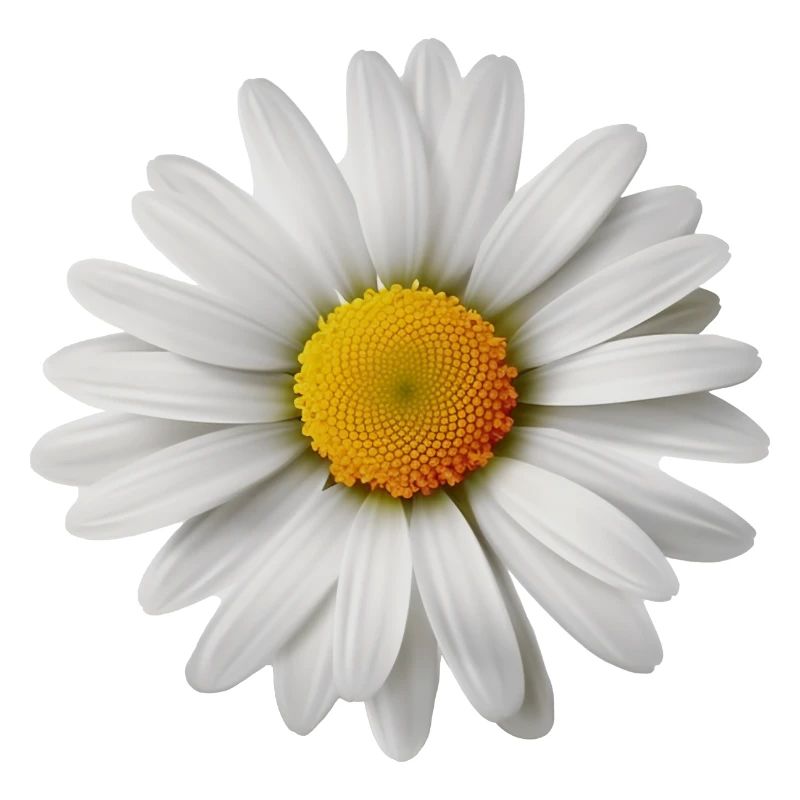 Gänseblümchen, Blume, Frühling, Sommer, Garten,